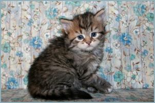 Female Siberian Kitten from Deedlebug Siberians